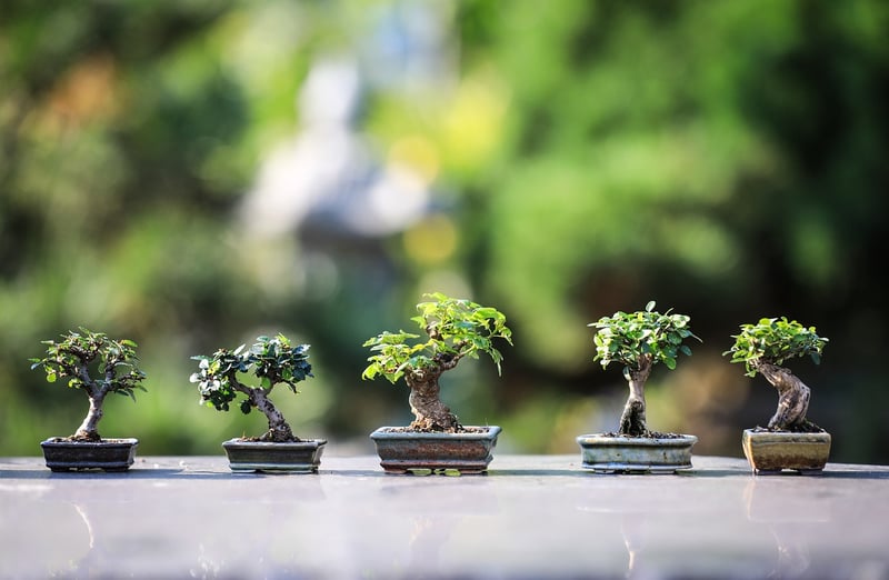 Vertical Garden